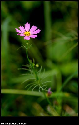 CRW_4597.jpg