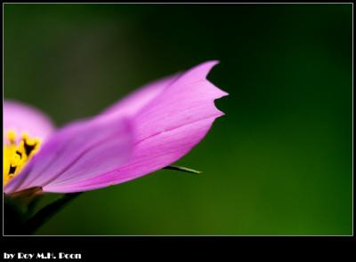 CRW_4616.jpg