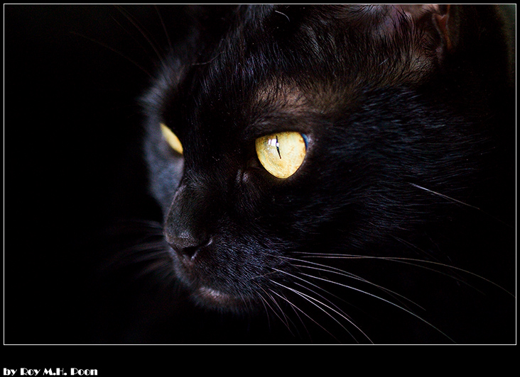 My Cat: Hakmi