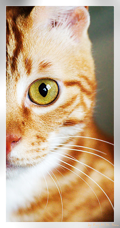 My Cat: Siufu