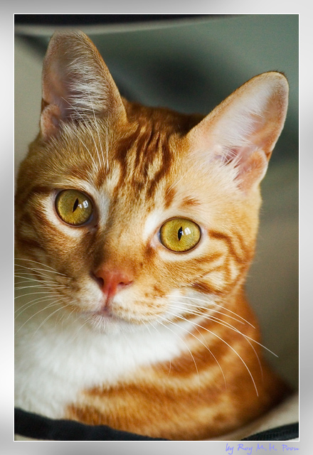 My Cat: Siufu