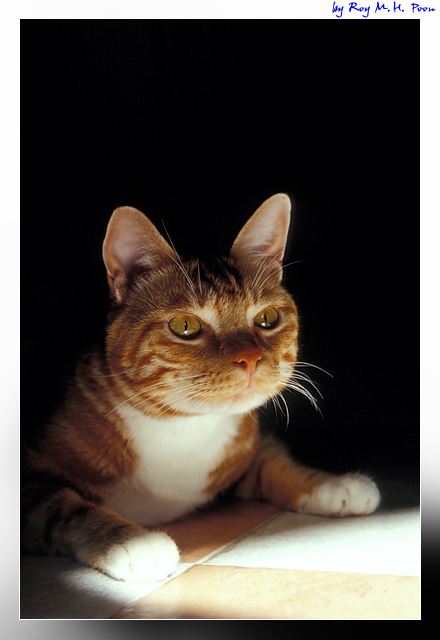 My Cat: Siufu