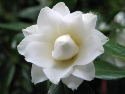 White Camellia 1
