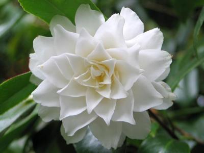 White Camellia 2
