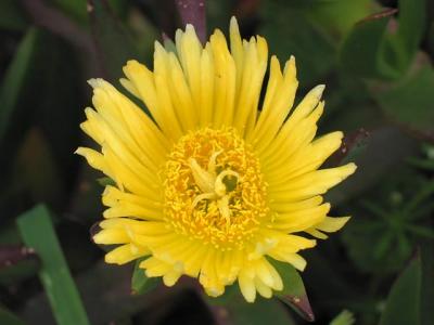 Point Reyes Yellow Wild Flower