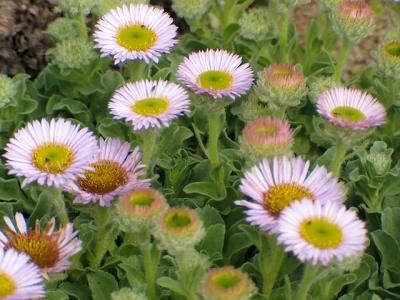 Point Reyes Wild Flowers