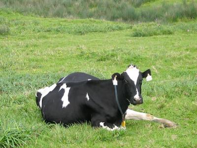 Point Reyes Cow