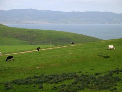 Point Reyes Green Green Grass Of Home