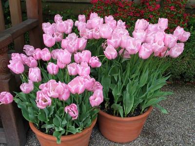 Filoli Pink Tulips