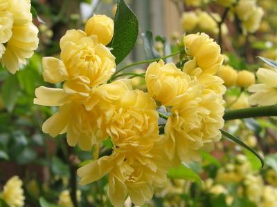 Filoli Yellow Flowers