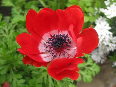 Filoli Red Flower