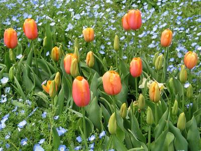Filoli Orange Tulips