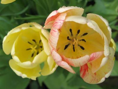 Filoli Tulip Close Up