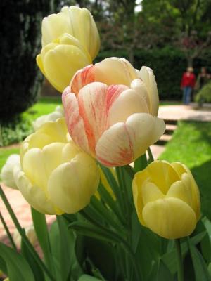 Filoli More Tulips