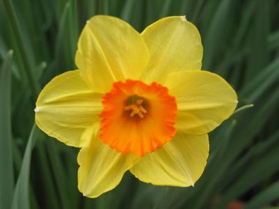 Filoli Daffodil