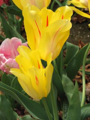 Filoli Yellow Tulips