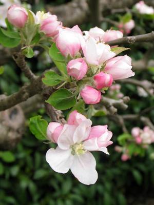 Filoli Apple Flowers