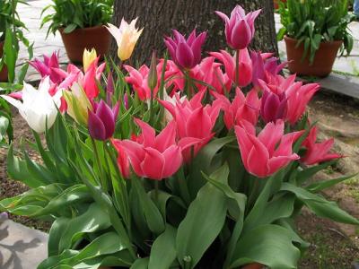 Filoli Blooming Tulips