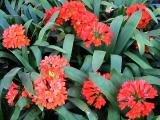 Clivias 1