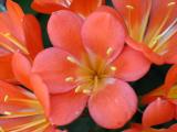 Clivias 4