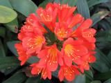 Clivias 3