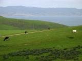 Point Reyes Green Green Grass Of Home