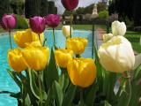 Filoli Tulips By The Pool