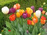 Filoli Multi Color Tulips