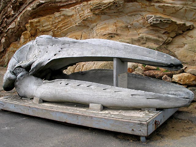 Point Reyes Gray Whale Skull