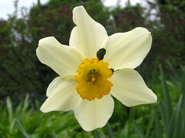 Filoli Lone Flower