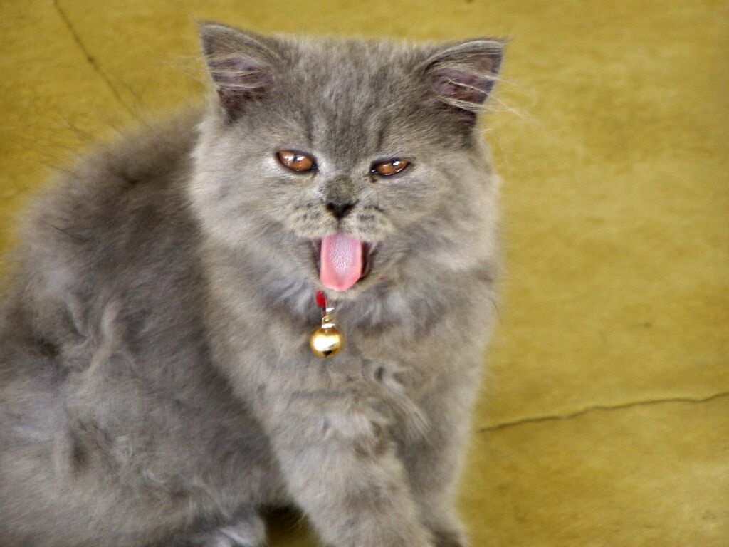 Cat.jpg