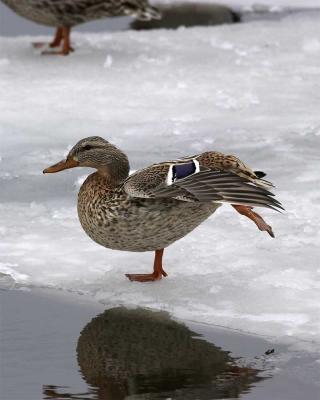 Mallard Ballet