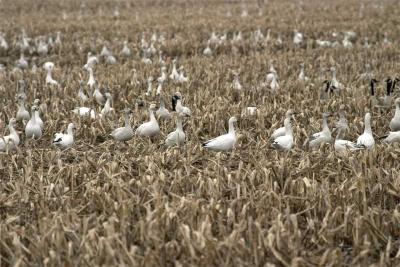 Snow and Canada Geese