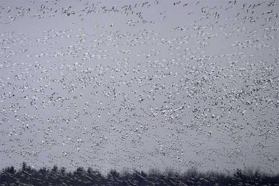 Snow Geese