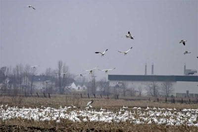 Snow Geese