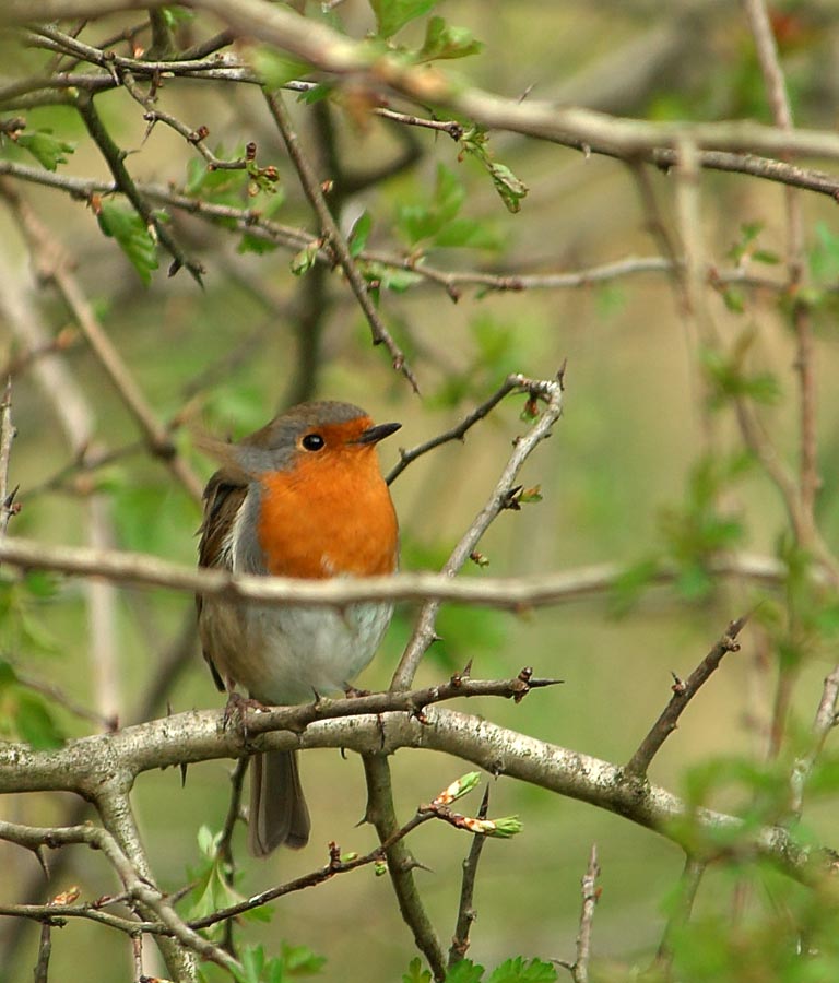 Robin