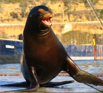 u42/gjillich/medium/39649122.SeaLion.jpg