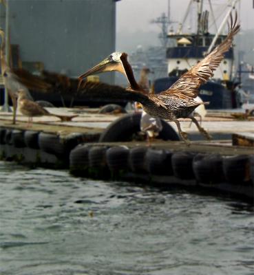 Pelican