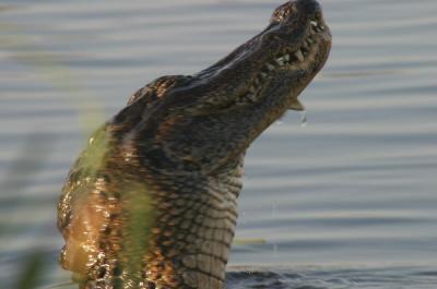aIMG_7432.JPG