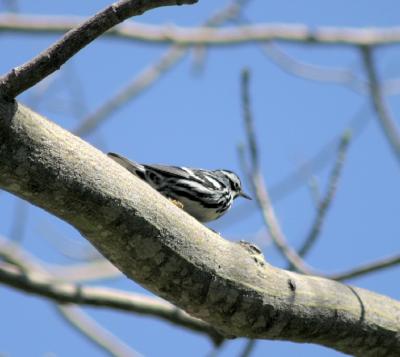 Black-and-white Warbler