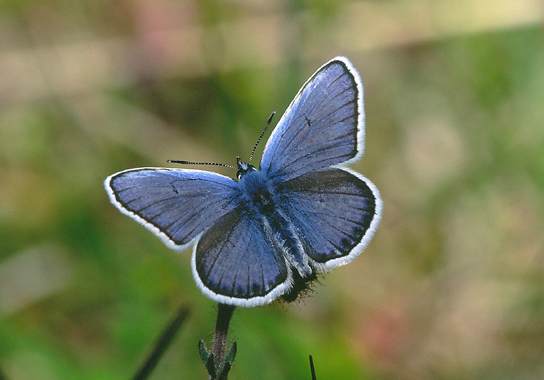 gentiaanblauwtje man (Maculinea alcon)