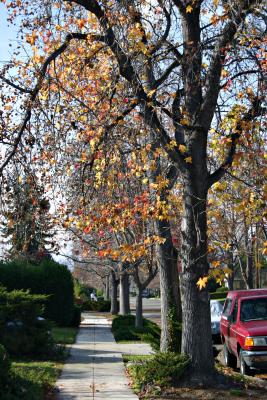 Fall.jpg