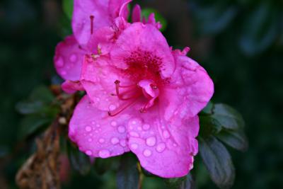 Flower.jpg