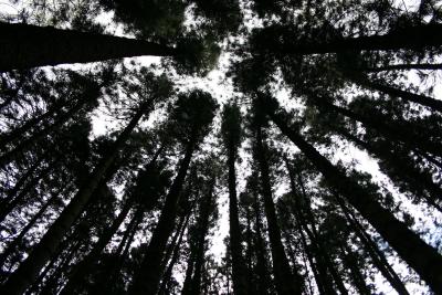 Trees.jpg