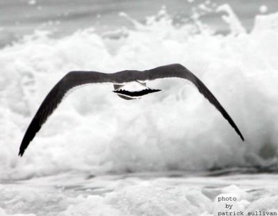 Black-tailed Gull(in flight)