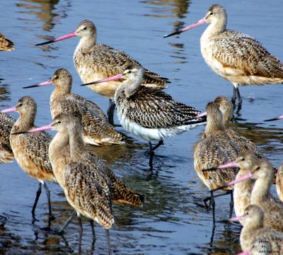 Bar-tailed Godwit(with Marbled Godwits)