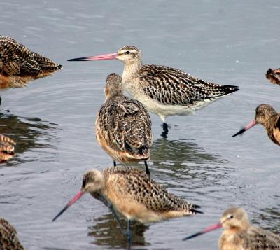 Bar-tailed Godwit(with Marbled Godwits)