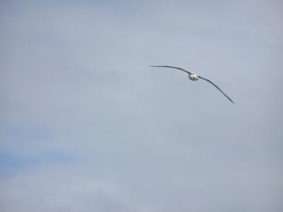 wildlife - royal albatros 3.jpg