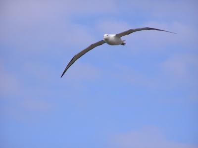 wildlife - royal albatros 4.jpg