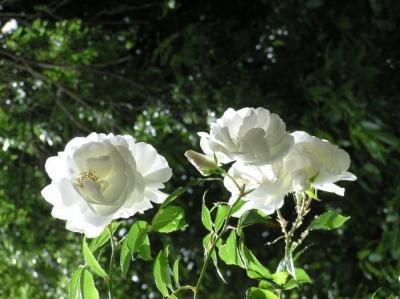 The Garden Caf 3.jpg